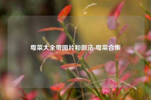 粤菜大全带图片和做法 粤菜合集